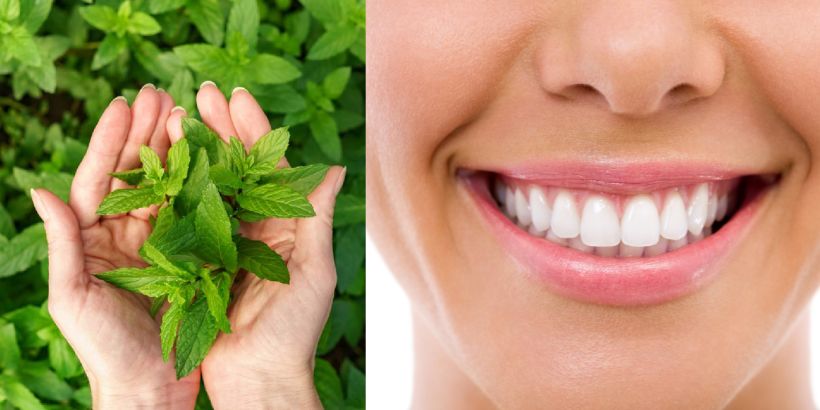 Benefits Of Tulsi Leaves By Chewing It Daily