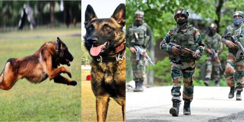 Indian Army's' Phantom 'killed in firing by terrorists, one terrorist killed, search operation underway