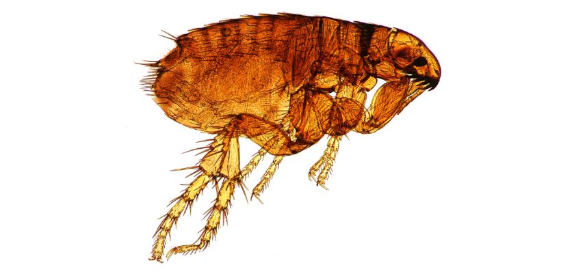 Murine Typhus 