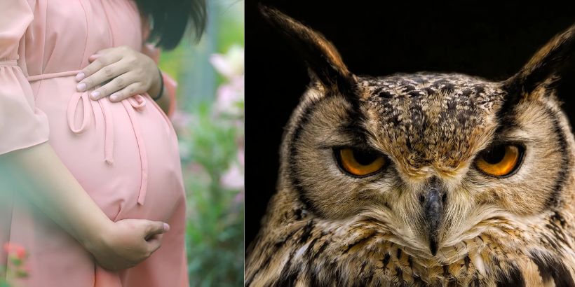 Pregnant Women and Owl