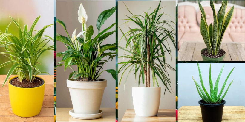 Air Purifier Plants