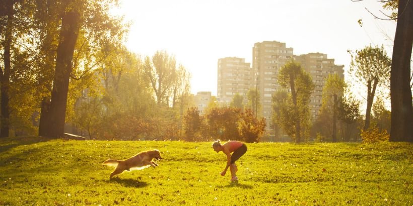 Better Cities for Pets