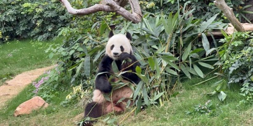 Panda-monium in Hong Kong: Twin Cubs Steal the Spotlight and Spark Citywide Craze