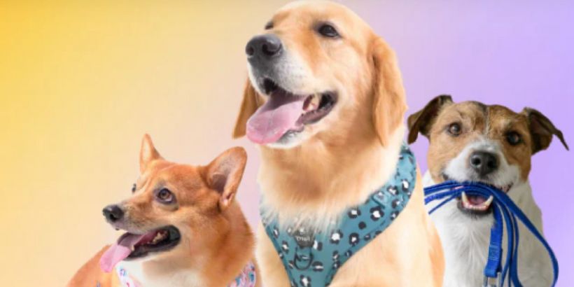 pets mental health India